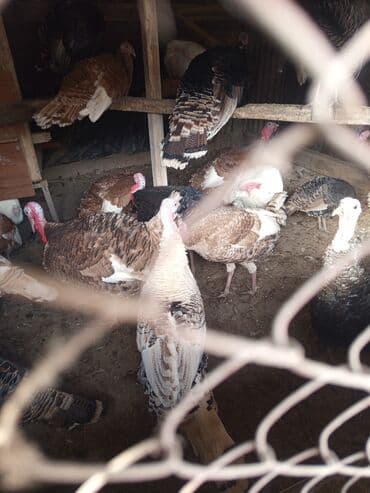 сколько стоит собака породы доберман: Сатам | Ургаачы күрп (ургаачы) | Көбөйтүү үчүн | Асыл тукумдуу — 2