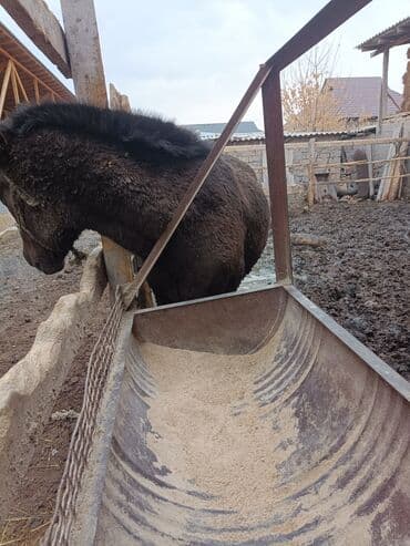 продаю связи с переездом: Продаю | Конь (самец) | Рабочий — 2