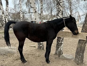 као мани сколько стоит: Продаю | Кобыла (самка), Конь (самец), Жеребец | Для разведения, Конный спорт — 8