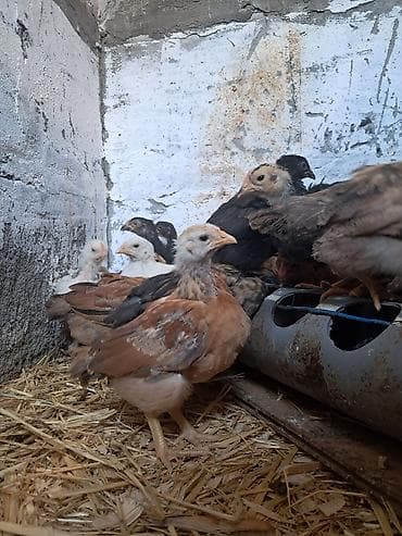 котята беловодск: Продаю | Цыплята | Домашняя | Для разведения — 2