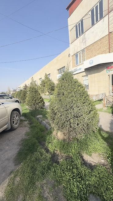 купить туи: Можжевельник декоративный и сосны большие (саженцы крупномеры) - — 2