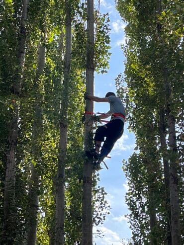 Тал, Бак, Жаңгак акацса Дуб Орехи терек карагач Отун кылып даярдап