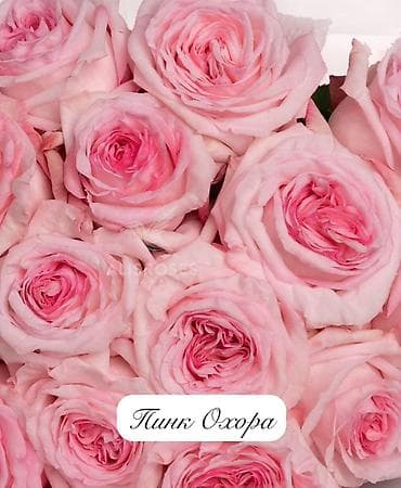 буква к: Саженцы — 10