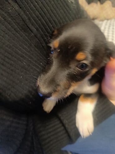 кони корса: Отдам щенков в добрые руки мама такса папа дворняшка — 7