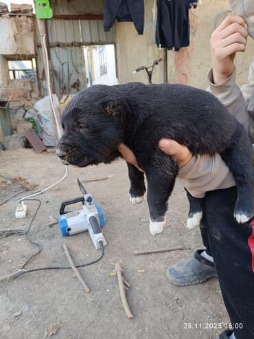 купить охотничью собаку дратхаар: Готовятся к продаже щенки алабая.родились 1 ноября.мальчики и — 10