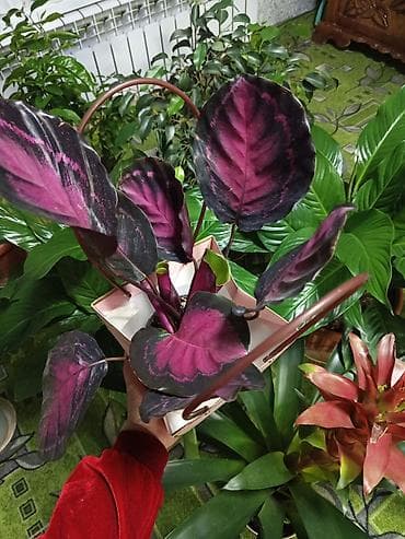 Горшки для растений: Гул сатылат живой — 3