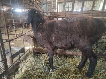 где можно купить кошку в бишкеке: Продаю | Баран (самец) | Для разведения — 2