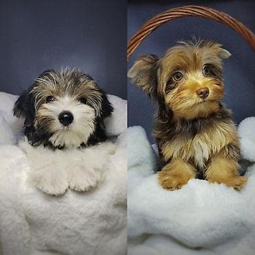 продаю алабай: Йоркширский терьер, 3 месяца, Самец, С прививкой, С родословной — 2