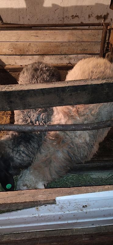 рэгдолл кошка купить: Продаю | Овца (самка) | Для разведения | Племенные — 3