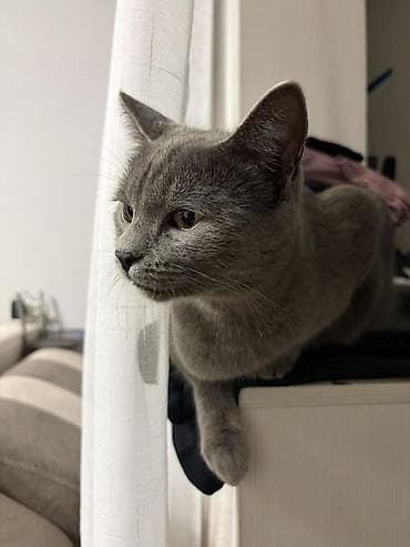 мышык фото: Эркек, Лотокко барууга үйрөтүлгөн — 2