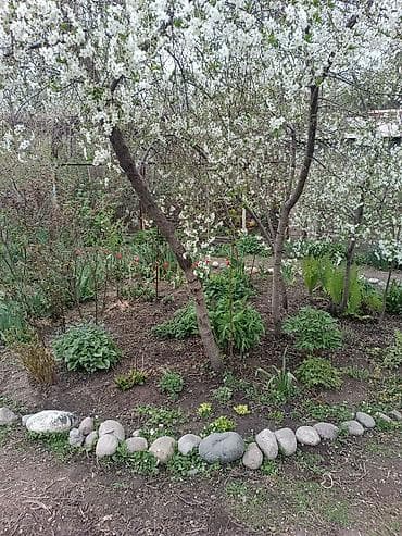 вьющиеся цветы: Продаю декоративные растения НЕДОРОГО . Почаопокровные — 9