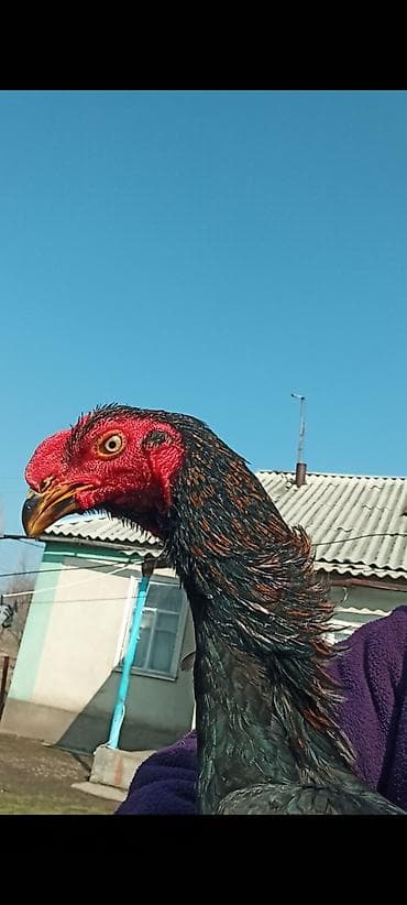 лошадь цена бишкек: Продаю | Петух | Бойцовая | Для разведения — 3