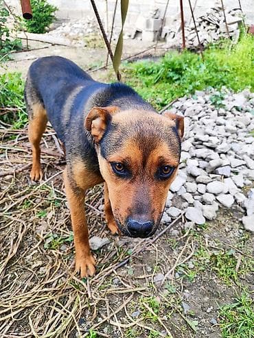 рынок собак в бишкеке: Ротвейлер, 7 месяцев, Самка — 3