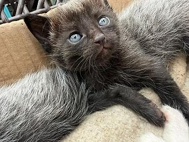 купить породистых котят: Отдам даромКотята, помёт разной окраски: - черно-белые с пятнами, - — 6