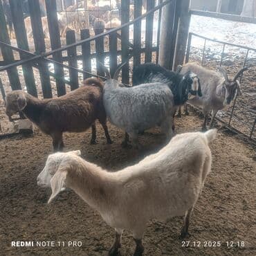 мал сату: Сатам | Эчки (ургаачы), Теке (эркек), Улак | Битал, Аргын | Союуга, Сүт алуу үчүн, Көбөйтүү үчүн | Бооз, Жасалма жол менен боозутуу — 7