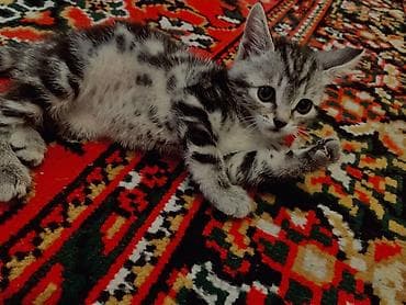 котята милые: Беспородная, 2 месяца, Девочка, Серый — 1