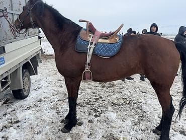 куплю быков село константиновке: Продаю | Жеребец | Полукровка | Рабочий, Конный спорт | Племенные — 3