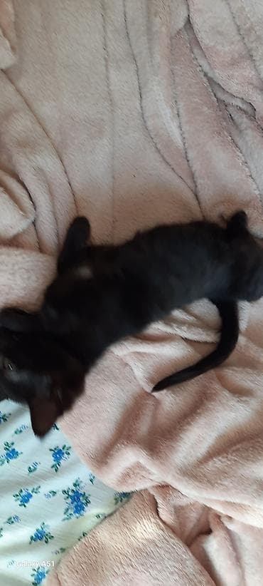 купить кошку: Кошка даром: Беспородная, 9 месяцев, Мальчик — 2