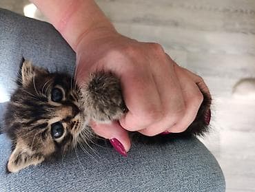 белый котенок с голубыми глазами купить: 1 месяц, Мальчик — 3