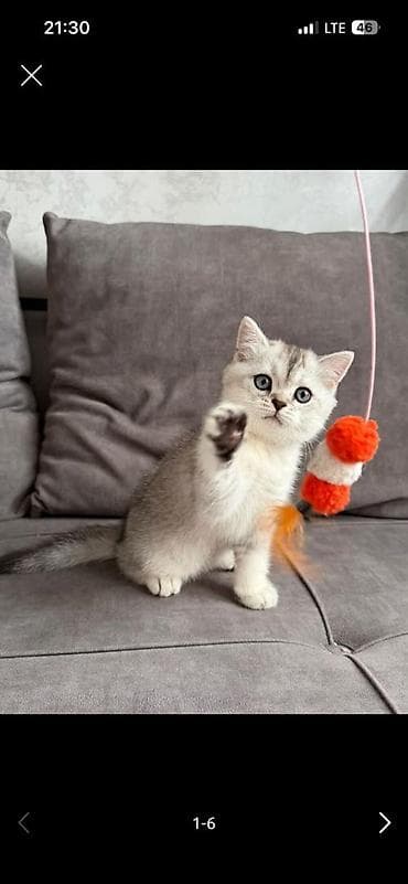 Продажа кошек: Скотиш Страйт (Шотландская прямоухая), 2 месяца, Мальчик, Серебристая шиншилла, Приучена к лотку — 1