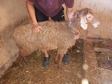 собака спаниель: Продаю | Овца (самка) | Для разведения | Ярка — 3