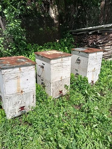 купить улей ппу: Продаю пчелиные улья (комплект)
2 корпуса, 20 рамок дадан
5 штук — 1
