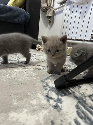 рыжие котята бесплатно: Старт продаж ! Котята шотландской породы в двух расцветках ! Родились — 2