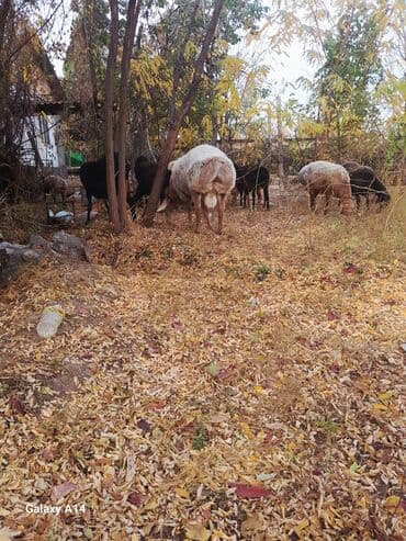 немецкая овчарка черная щенок купить: Продаю | Баран (самец) | Арашан | Для разведения | Осеменитель — 1