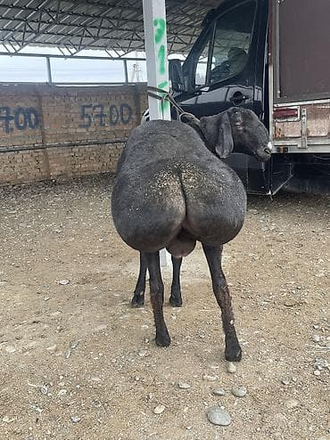 сколько стоят кролики домашние: Продаю | Баран (самец) | Для разведения | Осеменитель — 8