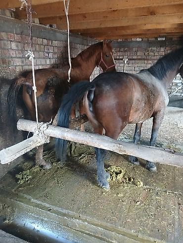 дом для животных: Продаю | Кобыла (самка) | Рабочий | Племенные — 2