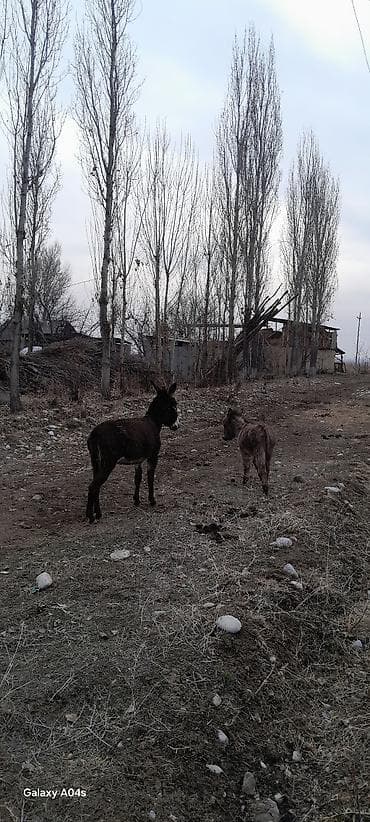 арпа урук бишкек: Ослы, пара молодых животных. - Порода: домашние ослы — 5