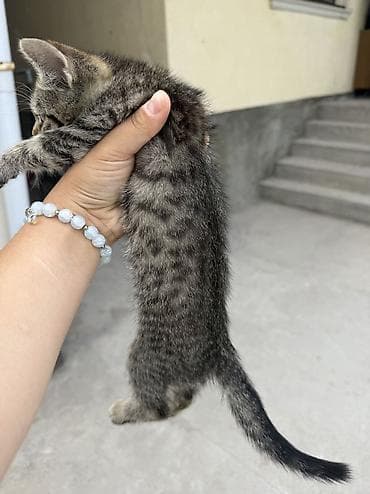 собака шенки: Котята 4-5 месяцев 1 мальчик и 2 девочки Ходят на улицу с туалет — 4