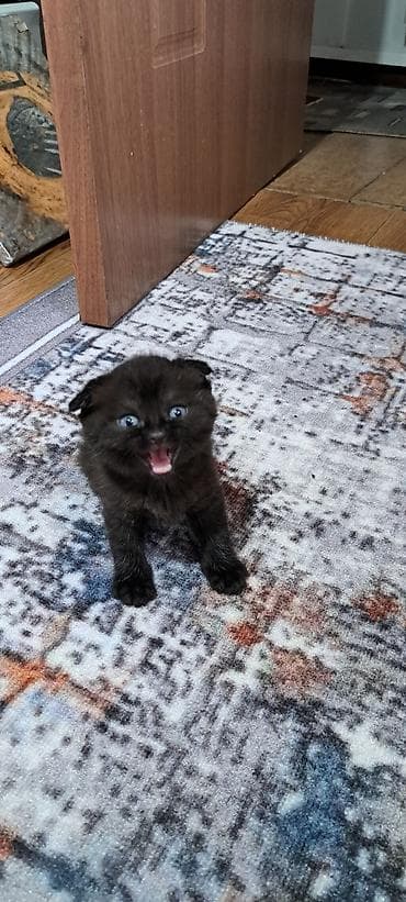 ориентальная кошка черная: Шотландские котята (вислоухие/страйт) разных окрасов. - Возраст на — 1