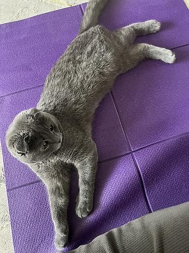 купить кошки: Продаётся очень красивый вислоухий котик (шотландская порода) 🐾 С — 3