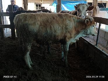 ячмень кормовой: Продаю | Бык (самец) | На откорм | Искусственник — 5