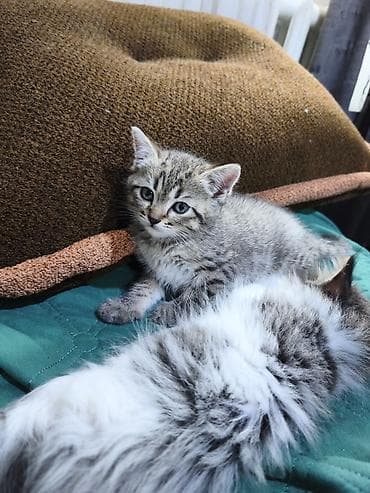 куплю сиамского котенка: Отдам котят в хорошие руки. возврат 2 месяца. кушают корм, к лотку — 9