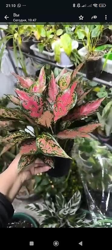 бетонные горшки: Комнатные растения в горшках 1) Фикуc эластика (Робуста) - Компактный — 3