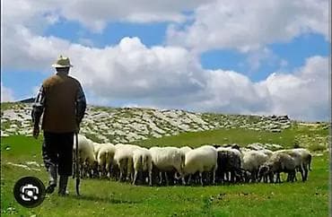 авто мойкага балдар керек: Пастух койчу керек — 1