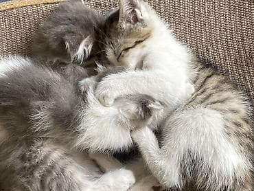 Мышыктар сатылат: Котята, домашние, ручные. Описание: - Возраст –2 месяца. - Окрас — 8