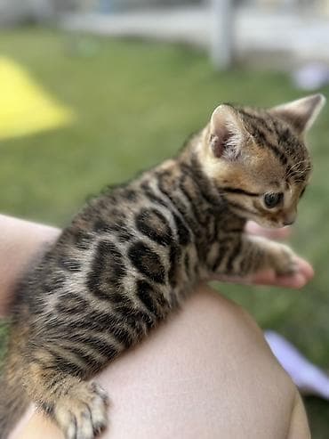 Үй жаныбарлары үчүн товарлар: Бенгал, 1 айлык, Эркек — 2