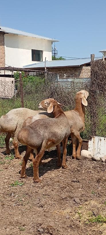 лягушки живые: Продаю | Ягненок | Для разведения | Племенные — 3