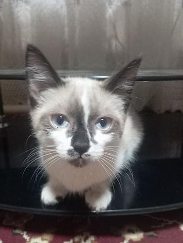 Мышыктар сатылат: Котята Ходят в лоток,кушают все подряд - Возраст: котята (молодые) - — 1