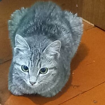 дом кошка: Кошка даром: Беспородная, 10 месяцев, Мальчик, Приучена к лотку — 6