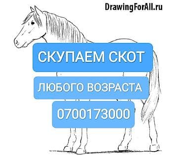 Куплю | Коровы, быки, Лошади, кони | Забитый, Круглосуточно, Любое состояние