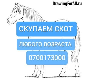 продам бу оборудование для птицефабрики: Сатып алам | Уйлар, букалар, Жылкылар, аттар | Союлган, Күнү-түнү, Бардык шартта — 1