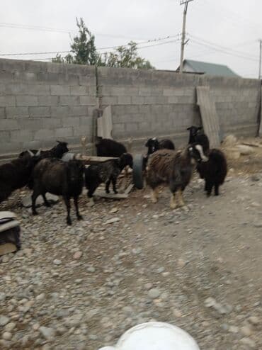 продаю дойную козу: Продаю | Коза (самка) | Полукровка | Для разведения — 3