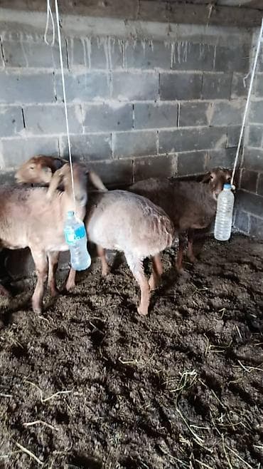 котята каракол: Продаю | Овца (самка) | На забой, Для разведения, Для шерсти | Матка — 2