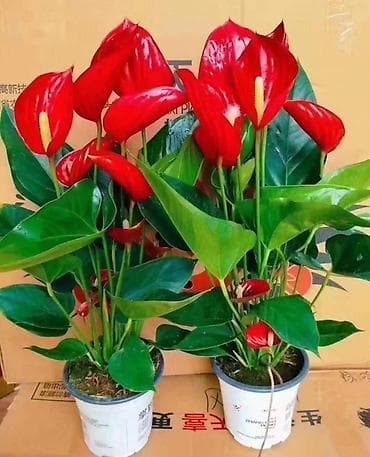 Орхидеялар: Комнатные растения — подборка декоративных видов в горшках 1) — 8