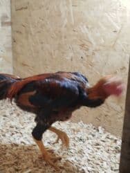 с переездом: Дакан жожо короз сатылат активный тошундо сусу бар алмашу жолдору бар — 3