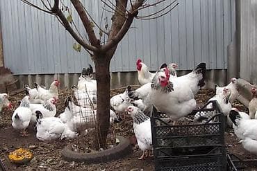 яйца куриные: Продаю | Куры | Полубрама, Домашняя, Хай-Лайн Браун | На забой, Для разведения, Несушки — 5